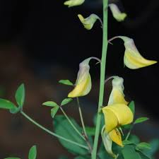 Image result for Crotalaria laburnifolia