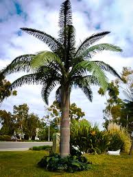 Anybody using a queen palm as a houseplant or know if this could be done successfully? Queen Palm Trees For Sale Online The Tree Center
