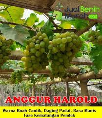 Anggur kolesom cap orang tua. Pin Di Bibit Tanaman Online