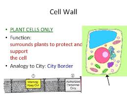 Why are a cell's lysosomes similar to a city's recycling plant? You Need Clean Paper 2 Pencil Cell Ws