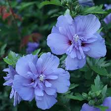 The first season it remained pretty small and spindly, but i had high hopes for the next season. Hibiscus Proven Winners Blue Chiffon Baucom S Nursery