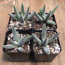 Image result for Crassula granvikii