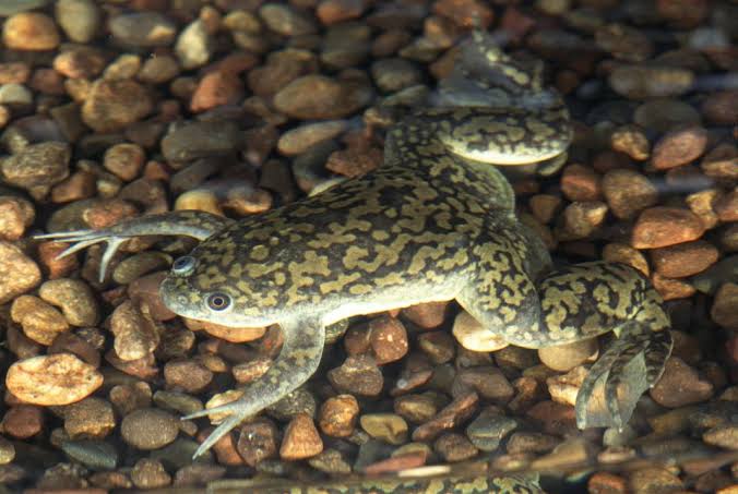 Mga resulta ng larawan para sa Chromatophore African clawed frog"