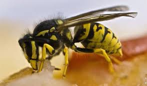 Check spelling or type a new query. Les Piqures De Guepes D Abeilles Et De Fourmis Les Plus Douloureuses L Echelle De Schmidt