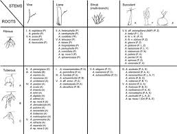 Image result for Adenia karibaensis
