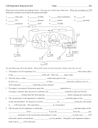 Scribd is the worlds largest social reading and publishing site. Diagram Cellular Respiration Diagram Answers Full Version Hd Quality Diagram Answers Qualitywiringtech Caminowatch Fr