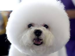 Purina pro plan was the food of choice for all 7 group winners, including best in show, at the 2020 westminster kennel club dog show. Gallery 2017 Westminster Dog Show Gold Coast Bulletin