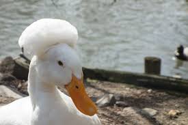 The pekin or white pekin is an american breed of domestic duck, raised primarily for meat. Everything You Need To Know About Pekin Ducks Pethelpful