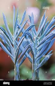 Image result for tbn:HNtrRnQBmFuaxM::www.bluechopsticks.com/img_large/800CC_0805S1015.jpg