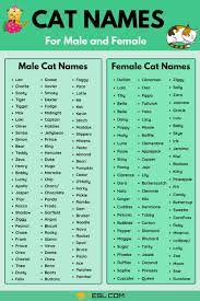 The name is from the movie the aristocrats. Cat Names 70 Most Popular Male And Female Cat Names 7 E S L Cat Names Cute Cat Names Cute Pet Names
