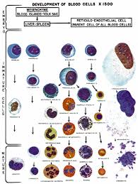 white blood cell differential count lab tests glowm