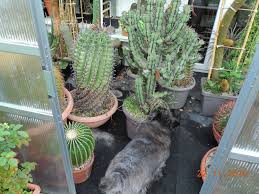 The difference between christmas cactus and thanksgiving cactus (with pictures). Every Day New Flowers In The Greenhouse In Koln Page 252 Cactiguide Com