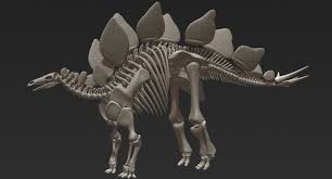 Stegosaurus Skeleton Dinosaur 3d Obj Zhivotnye