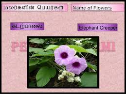 We did not find results for: Name Of Flowers In Tamil Part Iii