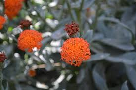 Image result for Kleinia fulgens