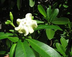 Image result for Voacanga thouarsii