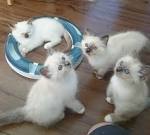 Birman Kittens For Sale In Wisconsin