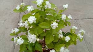 See the almanac's complete list of flower meanings and plant symbolism. How To Grow Jasmine Plant In The Pot Youtube