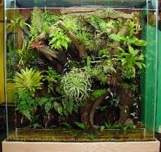 Transform Your Aquarium Into A Terrarium Fish Tank Terrarium Plants Aquarium