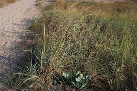 Image result for Megaloprotachne