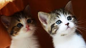 This is just because of food and warmth. The Best Cute Kittens And Funny Cats Videos Youtube