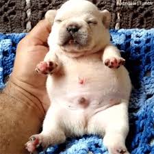 French bulldog puppies cute and funny french bulldogs doing funny, lovely things # 08 (2021). Baby Fat French Bulldog Page 1 Line 17qq Com