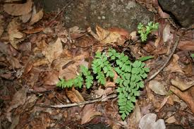 Image result for Cheilanthes viridis