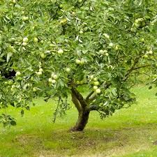 Image result for Granny Smith