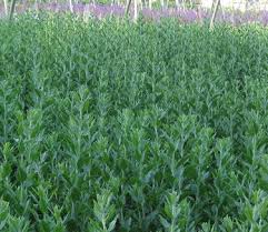 Image result for perovskia atriplicifolia 'little spire'