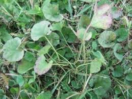 Image result for Merremia emarginata