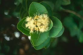 Image result for Syzygium cordatum ×  guineense