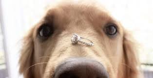 A la luz de la luna sencillamente no es suficiente. Como Pedir Matrimonio De Manera Original Ideas Para Inspirarte Bezzia