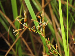 Image result for Fimbristylis complanata