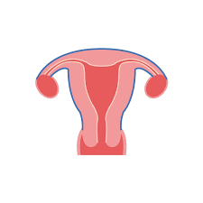 Image result for uterus