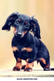 Maybe you would like to learn more about one of these? Diese 21 Total Susse Hunde Sind Einfach Zum Verlieben Alles Haustier