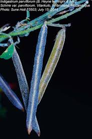 Image result for Indigastrum parviflorum