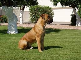 Boerboel Dog Breed Information And Pictures