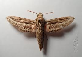 Image result for Hippotion celerio