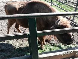 Gradina ocupa o suprafata de 14 ha de un teren accidentat si variat, care se preteaza cu succes la cultivarea unor colectii de plante extrem de diversificate. Cea Mai Frumosa Gradina Zoologica Din Romania Impresii GrÄdina Zoo Tirgu Mures Tirgu MureÈ Amfostacolo