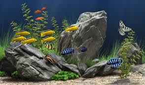 Dream Aquarium V 1 097 Akvaryum Baligi Tatlisu Akvaryumu Tropik Baliklar