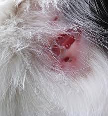 Your dog will probably need antibiotics and attention to that wound. Outdoor Cat Has Open Sore Organic Pet Digest