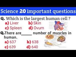 Moreover, it applies to weight, as it weighs more than any single internal organ, accounting for about 15 percent of body weight. Pin On History Questions