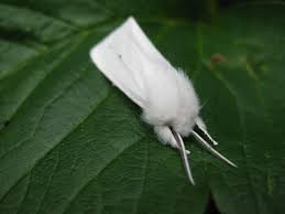 Maybe you would like to learn more about one of these? White Furry Moth Project Noah