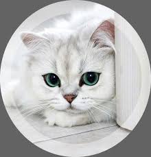 ت ريد ت نسيق ل حسآبك ت ريد غ لاف ل ك تابك ادخل واطلب البيت بيت Random Random Amreading Books Sevimli Kedi Yavrulari Sevimli Kediler Evcil Hayvanlar