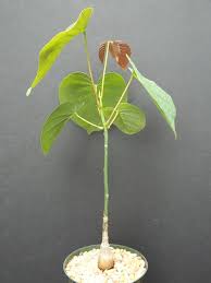 Image result for Pseudobombax