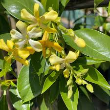 Image result for Hymenosporum