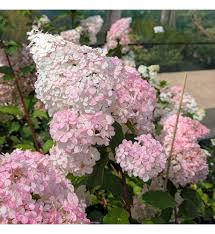 Image result for hydrangea paniculata vanille fraise