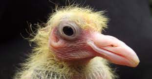 Here Is Why You Haven T Seen A Baby Pigeon Before And How Adorable They Are Earthly Mission