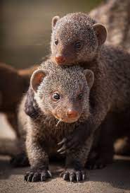 Pin By Diane Clavette On Natures Creatures Wearing Fur Cute Animals Animals Interesting Animals