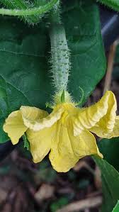 Image result for Cucumis sativus